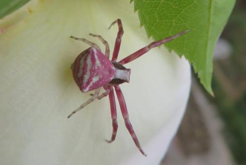 Réf. 302 353 : Thomisus onustus
